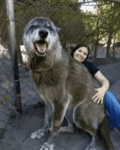 Huge Dog Hug GIF