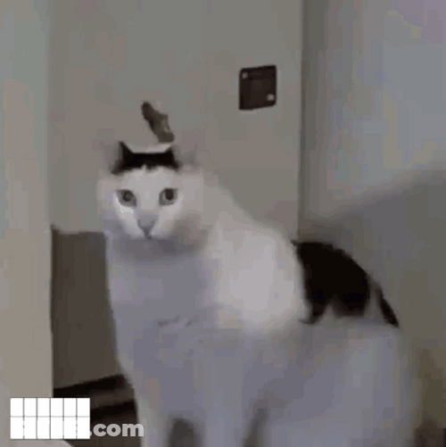 Huge Fat Huh Cat Meme GIF