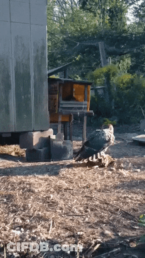 Huge Hawk Backyard GIF