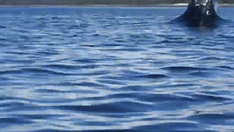 Huge Whale Dive Splash GIF