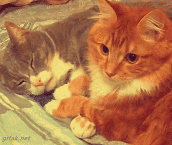 Hugging Cat Best Friends GIF