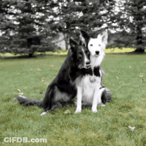 Hugging Dog Pet Animal GIF
