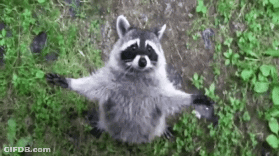 Hugging Racoon Waiting GIF