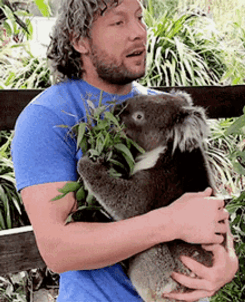 Hugging Sweet Koala Animal GIF