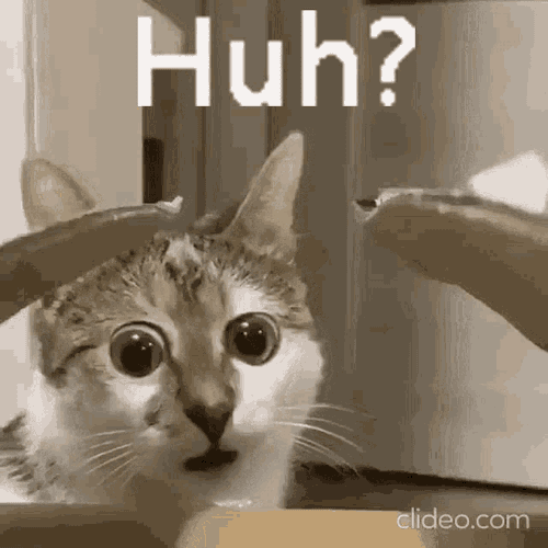 Huh Cat GIF