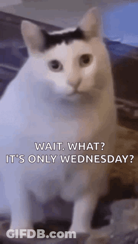 Huh Cat Huh M4rtin GIF
