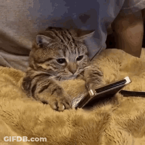 Huh Cat Meme Scrolling GIF
