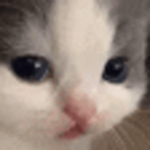 Huh Cat Meme Zone Out GIF