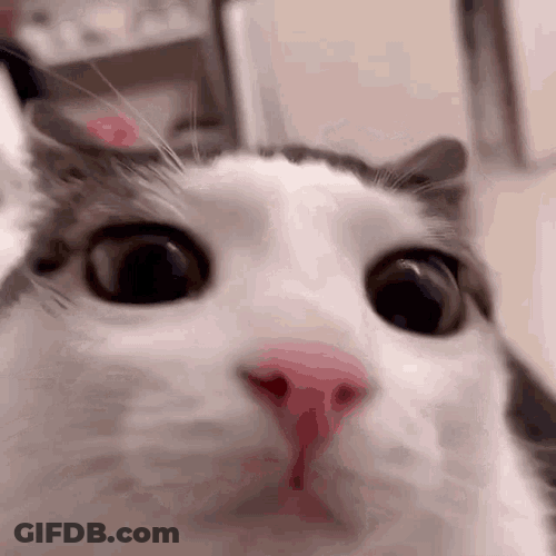 Huh GIF