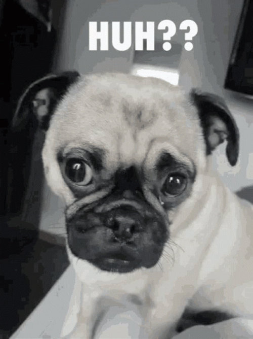 Huh Meme Pug Dog GIF