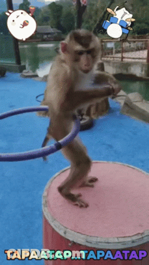 Hula Hoop Dancing Monkey GIF