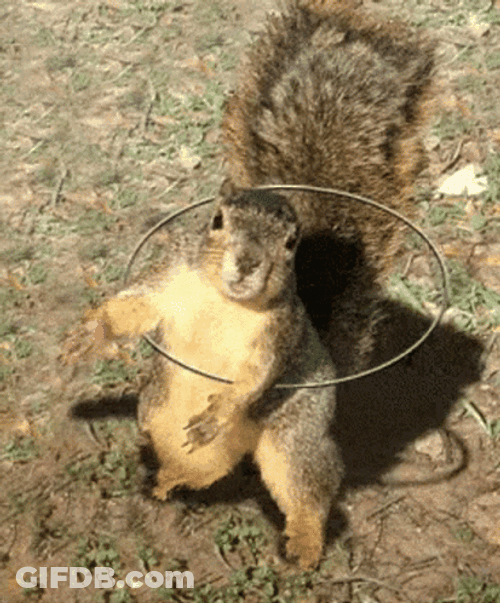 Hula Hoop Squirrel Meme GIF