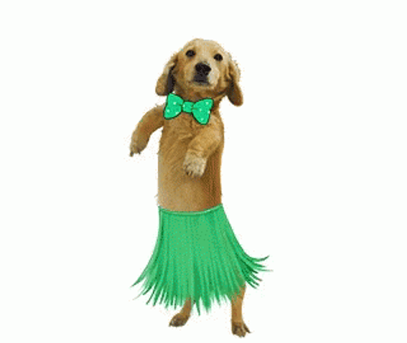 Hula Hula Dancing Dog GIF
