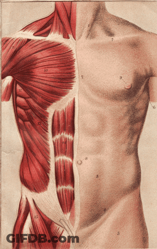 Human Anatomy Visual Lungs GIF