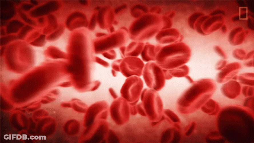 Human Blood Cells GIF