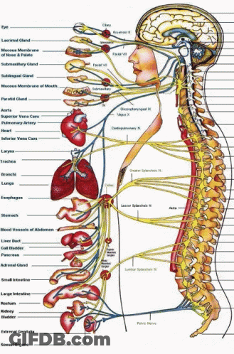 Human Body Diagram With Organs And Connections GIF