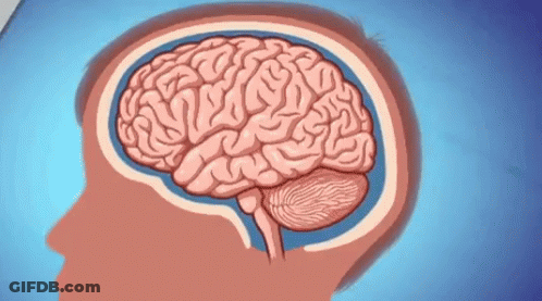 Human Brain Cut In Half GIF