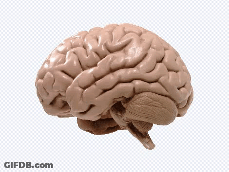 Human Brain Model GIF