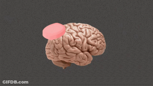 Human Brain Model With Red Circle On Right Side GIF