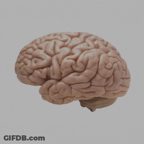 Human Brain GIF