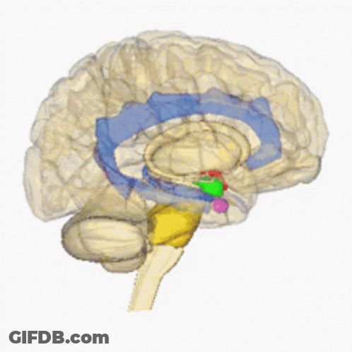 Human Brain With Colored Sections GIF
