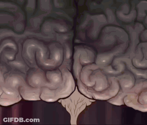 Human Brain With Tree Trunk GIF