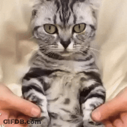 Human Breakdancing Cat GIF