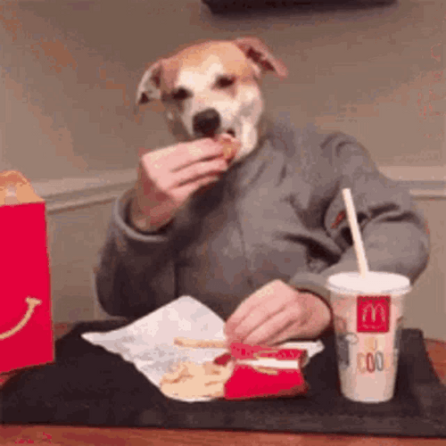 Human Dog Life GIF