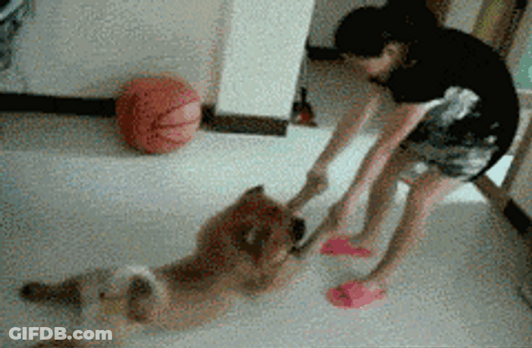 Human Dragging Chow Chow Dog GIF