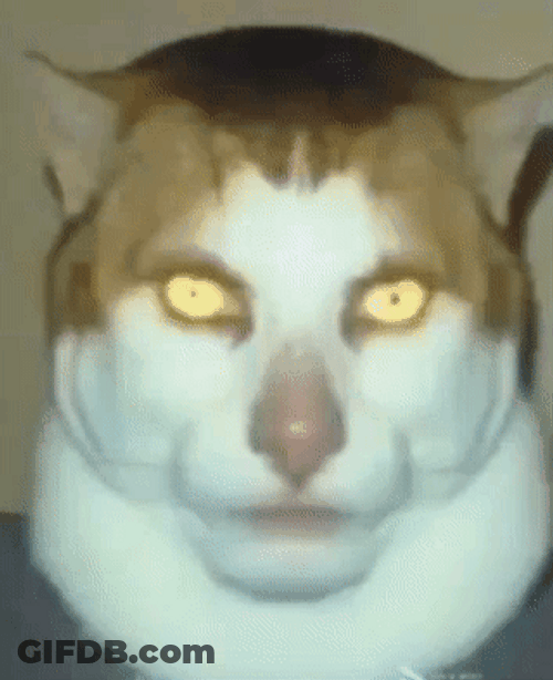 Human Faced Cat Waiting Meme GIF