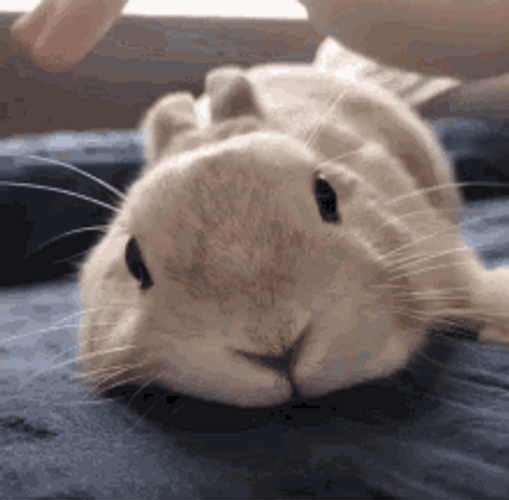 Human Hand Petting Cute Bunny GIF