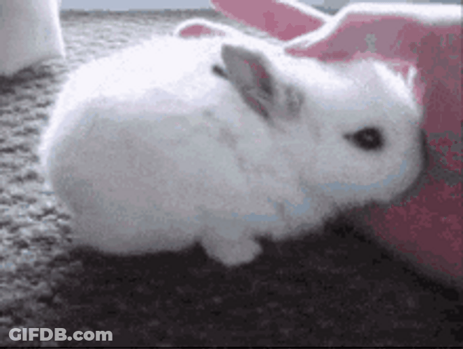 Human Hand Petting Cute White Bunny GIF