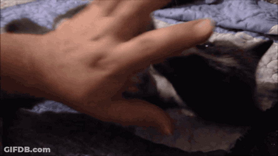 Human Hand Playing With Cute Fox GIF