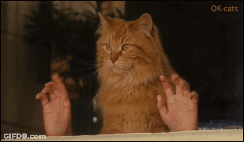 Human Jazz Hands Cat GIF