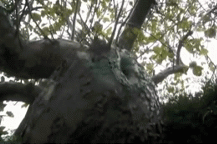 Human Like Insect GIF