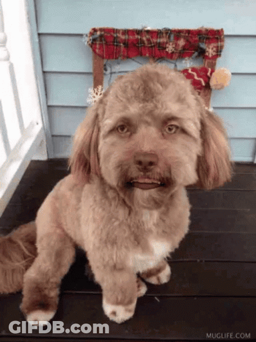 Human Mouth Dog Man GIF