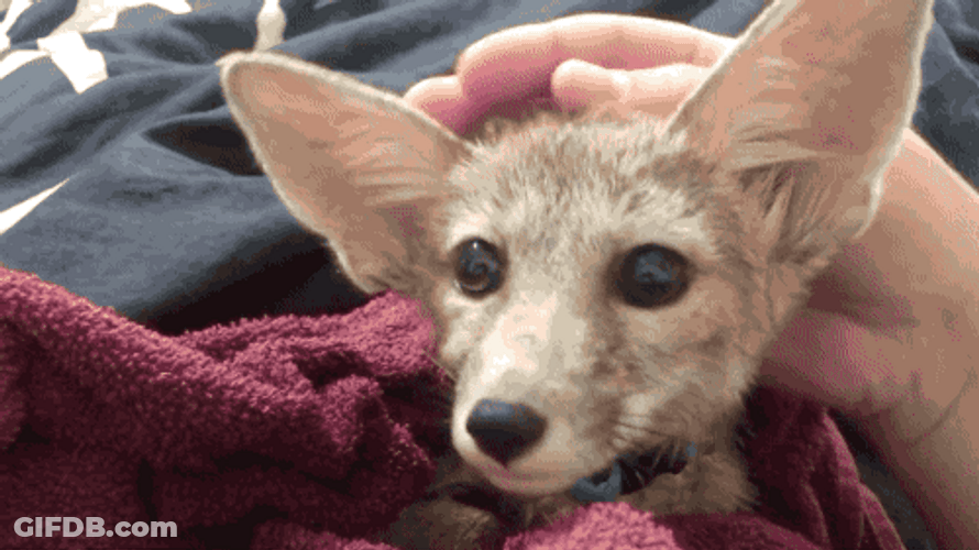 Human Petting Cute Small Fox GIF