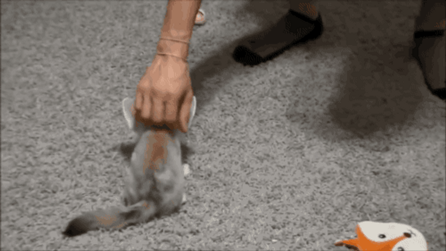 Human Playing With Cute Baby Fox GIF