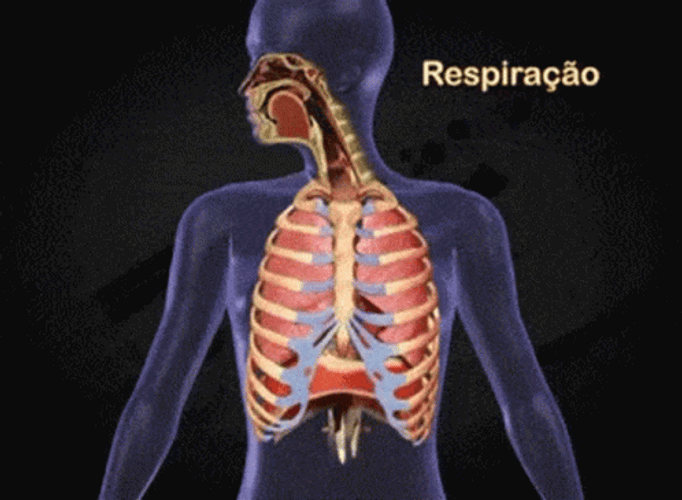 Human Respiratory Lungs Breathing GIF