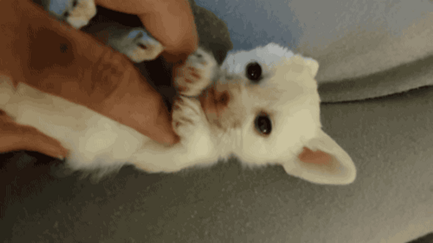 Human Rubbing Belly Of Cute Baby Fox GIF