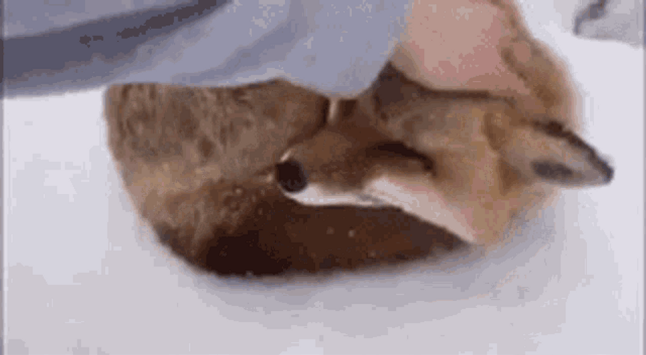 Human Rubbing Cute Fox's Head GIF