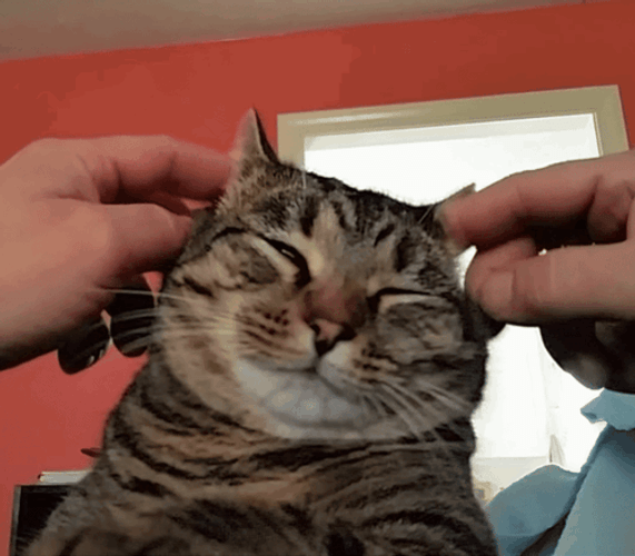 Human Scratches Cat Itchy Ears GIF