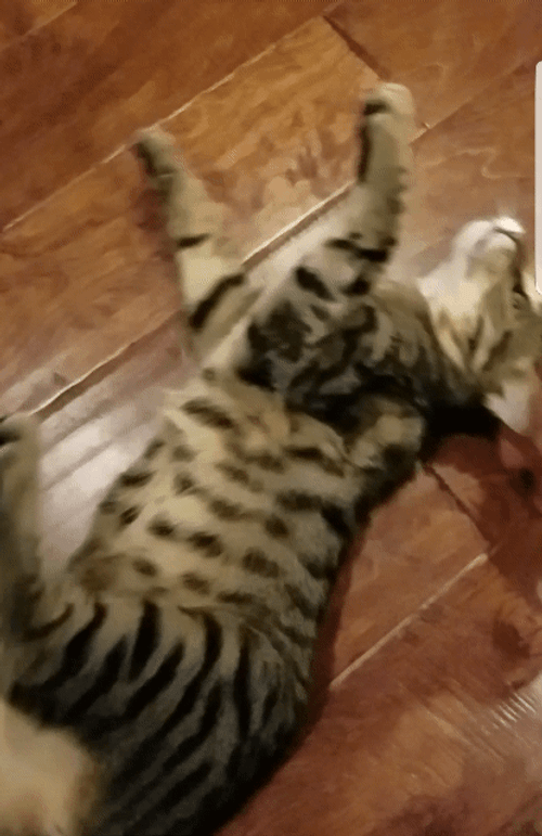 Human Spinning Crazy Cat GIF