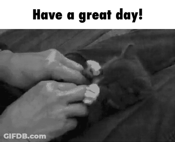 Human Tickling Cute Kitten GIF