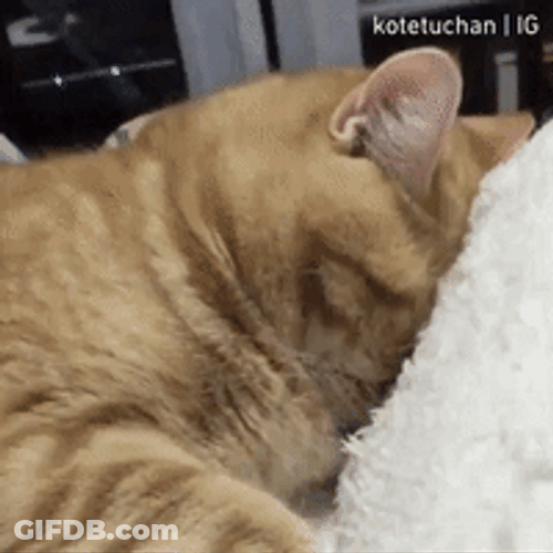 Human Trying To Wake Up Sleepy Cat GIF