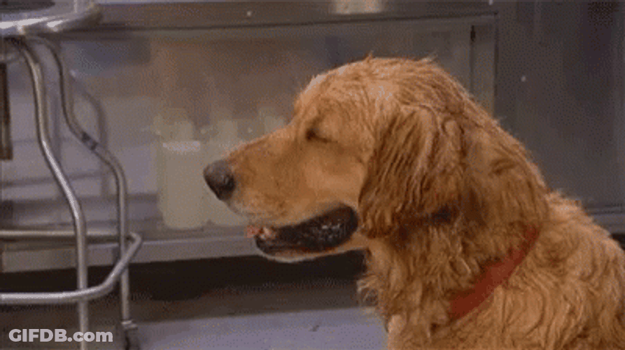 Humid Weather Dog Wiping Face GIF