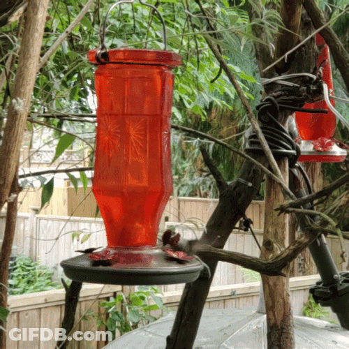 Hummingbird Drinking Water GIF