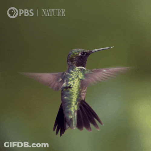 Hummingbird Flapping Its Wings GIF
