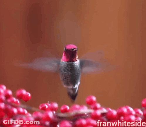 Hummingbird Flying Over Red Berries Saying Good Morning GIF