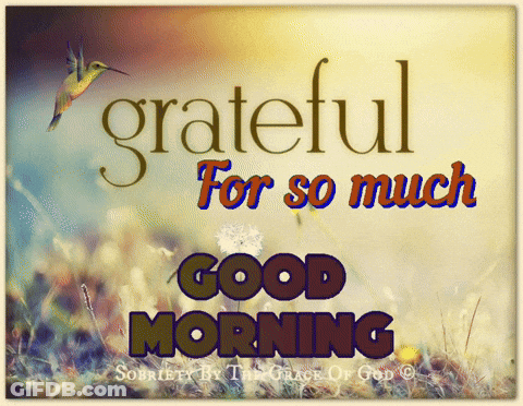 Hummingbird Grateful For Good Morning GIF